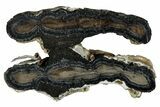 Mammoth Molar Slice With Case - South Carolina #349986-1